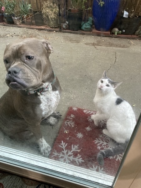 Dog and cat sitting next to each other.